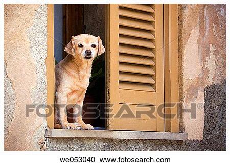 animal, dog, day, contemporary, alert View Large Photo Image Stock Image - animal, dog, day, contemporary, alert. Fotosearch