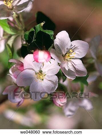 Apple blossoms in spring bloom. April. Afternoon light. Peshastin, Chelan County, Eastern Washington, U. S. A. View Large Photo Image Stock Image - Apple blossoms in spring bloom. April. Afternoon light. Peshastin, Chelan County, Eastern Washington, U. S. A.. Fotosearch