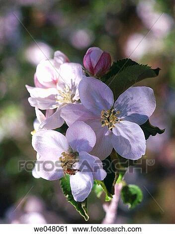 Apple Blossoms in spring bloom. April. Afternoon Light. Peshastin, Chelan County, Eastern Washington, U. S. A. View Large Photo Image Stock Image - Apple Blossoms in spring bloom. April. Afternoon Light. Peshastin, Chelan County, Eastern Washington, U. S. A.. Fotosearch