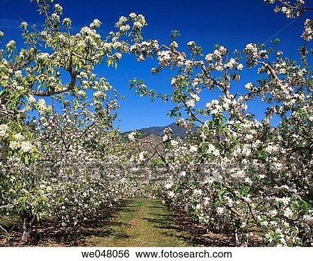 Apple orchard in spring bloom. April. Morning Light. Peshastin, Chelan County, Eastern Washington, U. S. A. View Large Photo Image Stock Photograph - Apple orchard in spring bloom. April. Morning Light. Peshastin, Chelan County, Eastern Washington, U. S. A.. Fotosearch