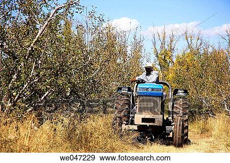 Apple trees in orchard. Chihuahua, Mexico. View Large Photo Image Stock Photo - Apple trees in orchard. Chihuahua, Mexico.. Fotosearch