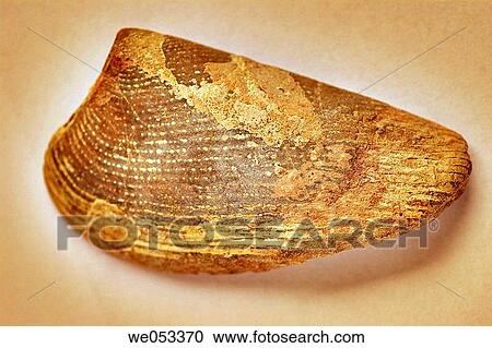 Apticus operculo, ammonite. Sierra Elvira. Granada, Andalusia. Spain. View Large Photo Image Stock Image - Apticus operculo, ammonite. Sierra Elvira. Granada, Andalusia. Spain.. Fotosearch