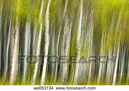 Aspen grove- camera movement View Large Photo Image Picture - Aspen grove- camera movement. Fotosearch