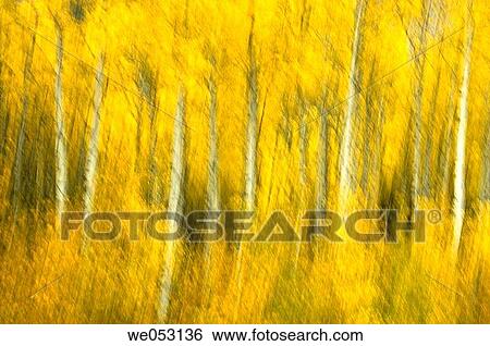 Aspen woodlands near Barrier Lake View Large Photo Image Stock Photograph - Aspen woodlands near Barrier Lake. Fotosearch