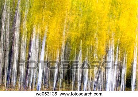 Aspen woodlot in autumn- camera movementá View Large Photo Image Stock Photography - Aspen woodlot in autumn- camera movementá. Fotosearch