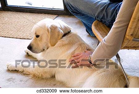 at-home, caressing, caress, calm, animal View Large Photo Image Stock Photo - at-home, caressing, caress, calm, animal. Fotosearch