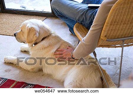 at-home, caressing, caress, calm, animal View Large Photo Image Stock Photo - at-home, caressing, caress, calm, animal. Fotosearch