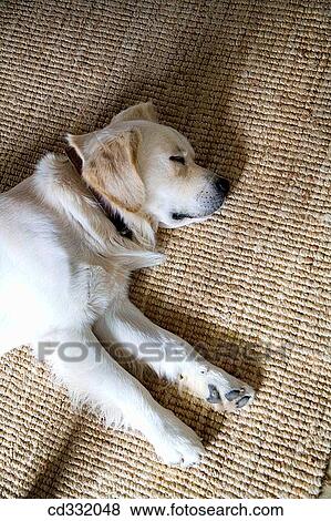 at-home, dog, contemporary, carpet, animal View Large Photo Image Stock Photo - at-home, dog, contemporary, carpet, animal. Fotosearch