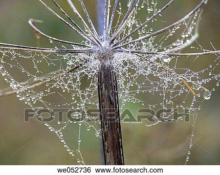 background, botany, Close-up, day, detail View Large Photo Image Stock Photograph - background, botany, Close-up, day, detail. Fotosearch