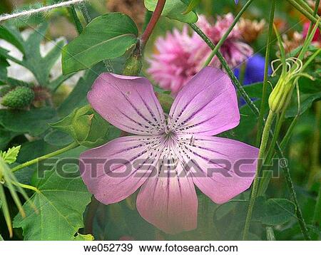 Stock Photo - background, botany, day, delicate, detail. Fotosearch