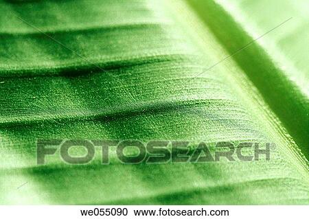 background, delicate, Close-up, botany, abstract View Large Photo Image Stock Image - background, delicate, Close-up, botany, abstract. Fotosearch