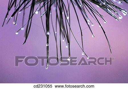 background, delicate, concept, Close-up, abstract View Large Photo Image Stock Photography - background, delicate, concept, Close-up, abstract. Fotosearch