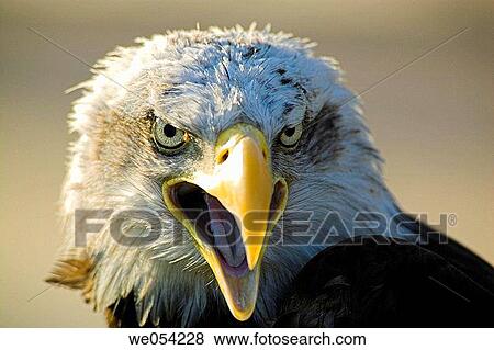 Bald Eagle (Haliaeetus leucocephalus) View Large Photo Image Stock Photo - Bald Eagle (Haliaeetus leucocephalus). Fotosearch