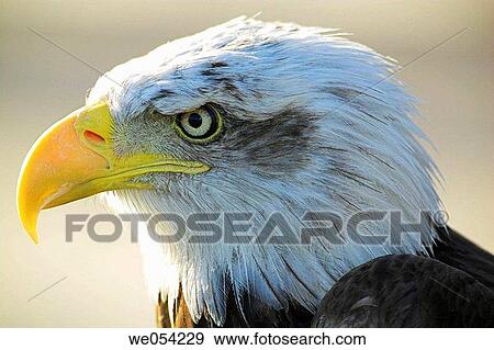 Bald Eagle (Haliaeetus leucocephalus) View Large Photo Image Stock Photo - Bald Eagle (Haliaeetus leucocephalus). Fotosearch