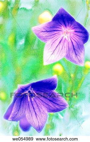 Balloon Flowers. Platycodon grandiflorus. July 2006. Maryland, USA View Large Photo Image Stock Photo - Balloon Flowers. Platycodon grandiflorus. July 2006. Maryland, USA. Fotosearch