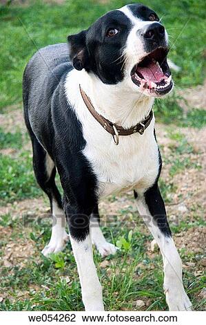 barking, country, contemporary, Close-up, animal View Large Photo Image Stock Image - barking, country, contemporary, Close-up, animal. Fotosearch