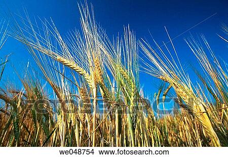 Barley. Bavaria, Germany View Large Photo Image Picture - Barley. Bavaria, Germany. Fotosearch