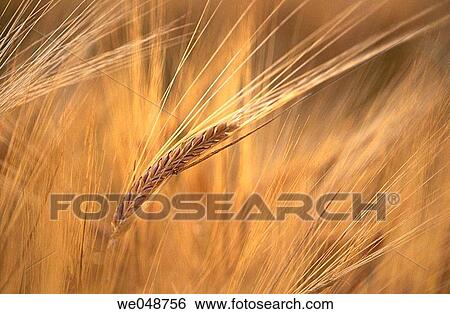 Barley. Bavaria, Germany View Large Photo Image Stock Photograph - Barley. Bavaria, Germany. Fotosearch