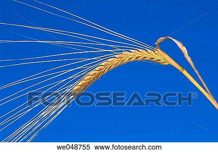 Barley. Bavaria, Germany View Large Photo Image Stock Photography - Barley. Bavaria, Germany. Fotosearch