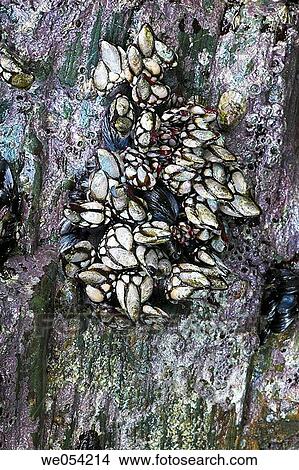 Picture - Barnacles (Pollicipes cornucopia). Galicia, Spain. Fotosearch