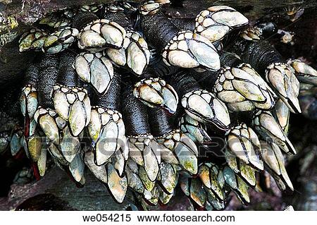 Barnacles (Pollicipes cornucopia). Galicia, Spain View Large Photo Image Stock Photography - Barnacles (Pollicipes cornucopia). Galicia, Spain. Fotosearch