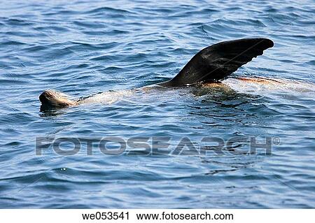 bask, California, California Sea Lion, Marine mammal, pacific ocean View Large Photo Image Stock Image - bask, California, California Sea Lion, Marine mammal, pacific ocean. Fotosearch