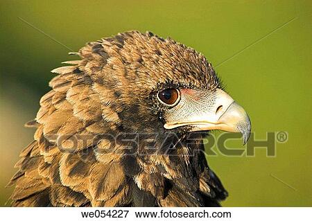 Bateleur (Terathopius ecaudatus) View Large Photo Image Stock Photo - Bateleur (Terathopius ecaudatus). Fotosearch