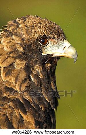 Stock Photograph - Bateleur (Terathopius ecaudatus). Fotosearch