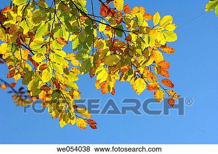 Beech tree (Fagus sylvatica) leaves in autumn. Bavaria, Germany, Europe. View Large Photo Image Stock Photo - Beech tree (Fagus sylvatica) leaves in autumn. Bavaria, Germany, Europe.. Fotosearch