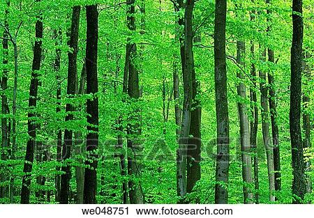 Beech tree forest in spring. Bavaria, Germany View Large Photo Image Stock Image - Beech tree forest in spring. Bavaria, Germany. Fotosearch