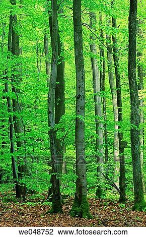 Beech tree forest in spring. Bavaria, Germany View Large Photo Image Stock Image - Beech tree forest in spring. Bavaria, Germany. Fotosearch