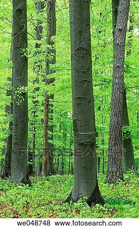 Beech tree forest in spring. Bavaria, Germany View Large Photo Image Stock Photo - Beech tree forest in spring. Bavaria, Germany. Fotosearch