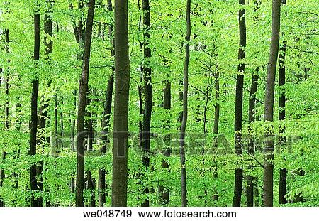 Beech tree forest in spring. Bavaria, Germany View Large Photo Image Stock Photo - Beech tree forest in spring. Bavaria, Germany. Fotosearch