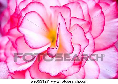 Begonia flower petal detail View Large Photo Image Stock Photo - Begonia flower petal detail. Fotosearch