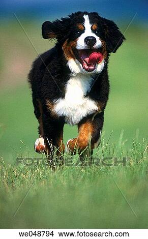 Berner Sennenhund View Large Photo Image Picture - Berner Sennenhund. Fotosearch