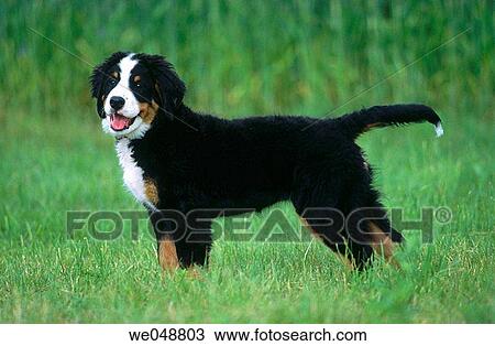Berner Sennenhund View Large Photo Image Stock Image - Berner Sennenhund. Fotosearch