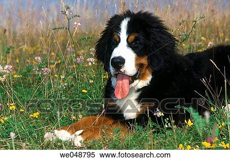 Berner Sennenhund View Large Photo Image Stock Photography - Berner Sennenhund. Fotosearch