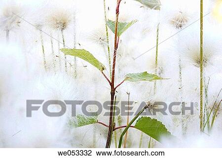 Birch-sapling (Betula) growing between wool-grasses (Eriophorum sp. ). Skaulo, Norrland, Lapland, Sweden, Scandinavia, Europe. Sub-Arctic View Large Photo Image Stock Image - Birch-sapling (Betula) growing between wool-grasses (Eriophorum sp. ). Skaulo, Norrland, Lapland, Sweden, Scandinavia, Europe. Sub-Arctic. Fotosearch