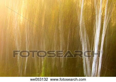 Birch treesáat dawn View Large Photo Image Stock Image - Birch treesáat dawn. Fotosearch