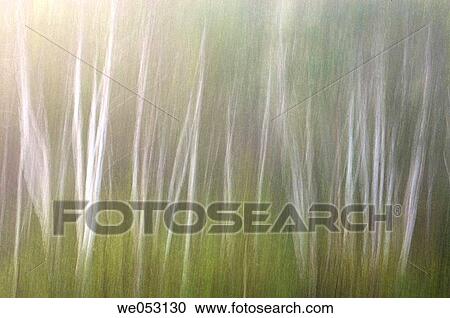 Stock Image - Birch woodland in morning fog- Camera movementá. Fotosearch