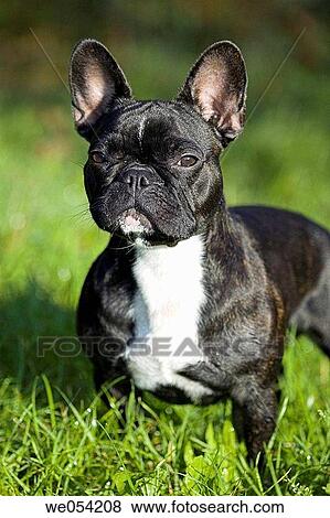 black, country, contemporary, Close-up, animal View Large Photo Image Stock Photo - black, country, contemporary, Close-up, animal. Fotosearch