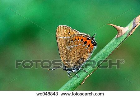 Stock Image - Black Hairstreak (Strymonidia pruni). Bavaria, Germany. Fotosearch
