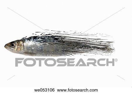 Blue fish, distorted, distortion, fish, food View Large Photo Image Stock Photograph - Blue fish, distorted, distortion, fish, food. Fotosearch