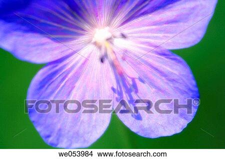 Blue Geranium. Geranium x magnificum. June 2005. Maryland, USA View Large Photo Image Picture - Blue Geranium. Geranium x magnificum. June 2005. Maryland, USA. Fotosearch