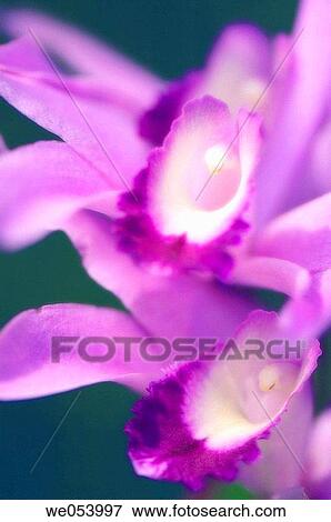 Blue Orchids. Laeliocattleya Orchid George Baldwin. October 2006. Maryland, USA View Large Photo Image Stock Photo - Blue Orchids. Laeliocattleya Orchid George Baldwin. October 2006. Maryland, USA. Fotosearch