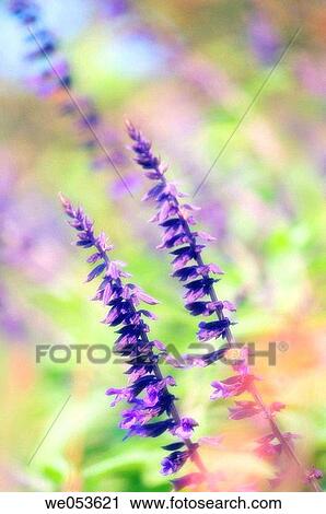 Blue sage. Salvia hybrid. October 2006. Maryland, USA View Large Photo Image Stock Image - Blue sage. Salvia hybrid. October 2006. Maryland, USA. Fotosearch