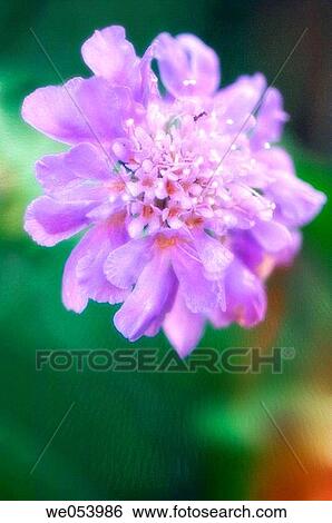 Blue Scabiosa Flower. Scabiosa columbaria. June 2006. Maryland, USA View Large Photo Image Stock Photograph - Blue Scabiosa Flower. Scabiosa columbaria. June 2006. Maryland, USA. Fotosearch