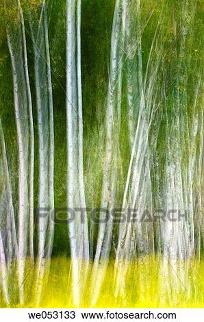Blurred birch trees and goldenrod flowers. View Large Photo Image Stock Image - Blurred birch trees and goldenrod flowers.. Fotosearch