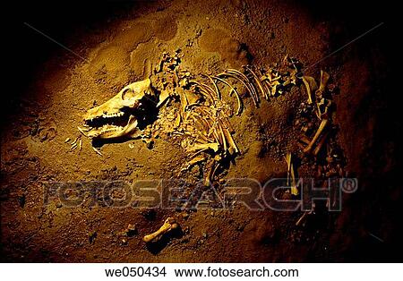 Bones of young wild boar at archaeological site of Candina massif. Cantabria, Spain View Large Photo Image Picture - Bones of young wild boar at archaeological site of Candina massif. Cantabria, Spain. Fotosearch