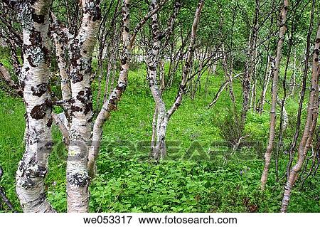 Boreal birch-forest (Betula pubescens tortuosa L. ), Fjell near lake? vreruman, Lapland, V? sterbotten, Sweden, Scandinavia, Europe. View Large Photo Image Stock Photo - Boreal birch-forest (Betula pubescens tortuosa L. ), Fjell near lake? vreruman, Lapland, V? sterbotten, Sweden, Scandinavia, Europe.. Fotosearch